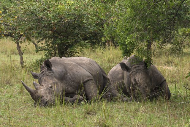 Rhino Tracking on Foot